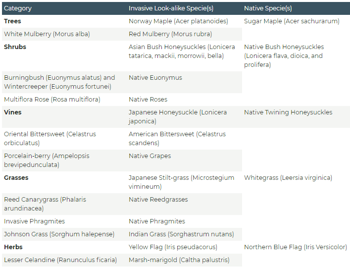 Native Plants for Amery