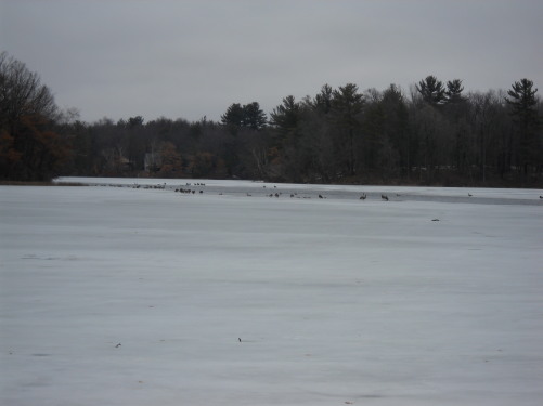 A frozen lake with birds landing on it